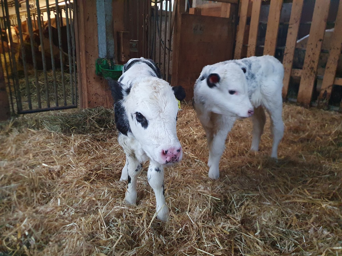 Premium Fleisch vom Freilandhof&nbsp;Putzgrub